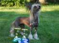 Candy Queen's Good Girl Gone Bad Chinese Crested