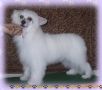 Rimabra's Ice Canon Chinese Crested