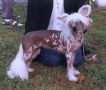 Joyway's Amulet Of Love Chinese Crested