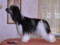 Irgen Gold Alexa Chinese Crested