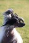 Yennefer Rosa Thea FCI Chinese Crested