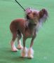 Doucai Black Orchid Of BridgetNAces   Chinese Crested