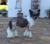 Omegaville Dark N'Daring Chinese Crested