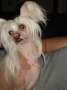 Proud Pony Destiny's Child Chinese Crested