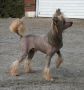 Rimabra's Zoom Zoom Chinese Crested