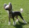 Family Song's Ulien Chinese Crested