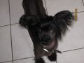 Rialo student prince at kivox Chinese Crested