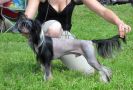 Apriori Vip Mustang Runing To Win Chinese Crested