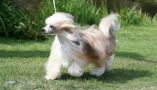 Chien Feerique's Bellavallentina Chinese Crested