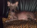 Tidjy Chinese Crested