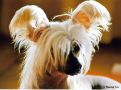 Crestwood In Disguise Chinese Crested