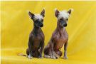 Adel Vellar Chinese Crested