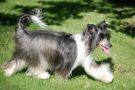 Cynia Roingold Chinese Crested