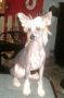 Caprioso Donglu-Lee Chinese Crested