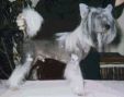 Bayshore Point To Point Chinese Crested
