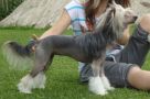 Frederica Light of Shin-Ra Chinese Crested
