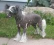 Lionheart Kross The Ridge Chinese Crested