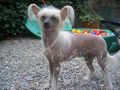 Yes or No Fantasy Island Chinese Crested