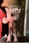 Eric's Crescentmoon Mystic Oz Chinese Crested
