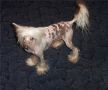 Silver Bluff English Lace Chinese Crested