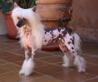 Atxarrea Ice's Queen Chinese Crested