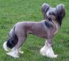 Joyway's Just Lovely Chinese Crested