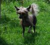 Tenwiz Rainbow Riot Chinese Crested