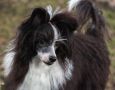 Crestilux Completely Correct Chinese Crested