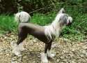 Proud Pony Queen Of China Chinese Crested
