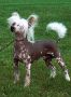 Solitaire Fantasy Island Chinese Crested
