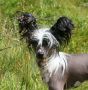 Taijan Dreamer Q-tip Chinese Crested
