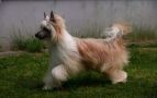 Edcullen's Glade Great Lucious Lyon Chinese Crested