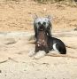 Glanore Vegas Strip Chinese Crested