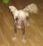 Hibacka's The Sorcerer's Apprentice Chinese Crested