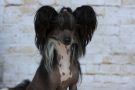 Laureola's What a Joy Chinese Crested