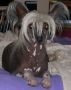 Lyn-Lin She's Just Too A'Mazing Chinese Crested