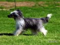 Secret Line's American Indian Chinese Crested