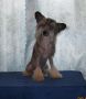 Nougat In Chocolate Dom Risorto Chinese Crested