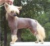 Deekay's Fire & Brimstone Chinese Crested