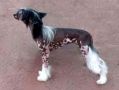 Strong Style Simona Delamar Chinese Crested