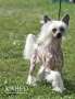 Castaway's Mzindypendence At Xiao Ma Chinese Crested