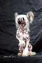 Oriental Jokes Agenor Chinese Crested