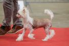 Moon Harbour Nymphea Chinese Crested