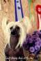 Touch Beauty Aura of My Soul Chinese Crested