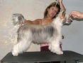 Shanel Glamour Discavery Beautifull Chinese Crested