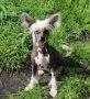Vicorta Chinese Crested