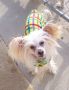 Rujha's Mystical Iced Diamond Chinese Crested