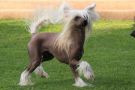 Laureola's Beautiful Butterfly Chinese Crested