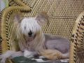 Sunwinds Because I Can By Dezine Chinese Crested