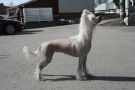 Zhannel's White Mistress Chinese Crested